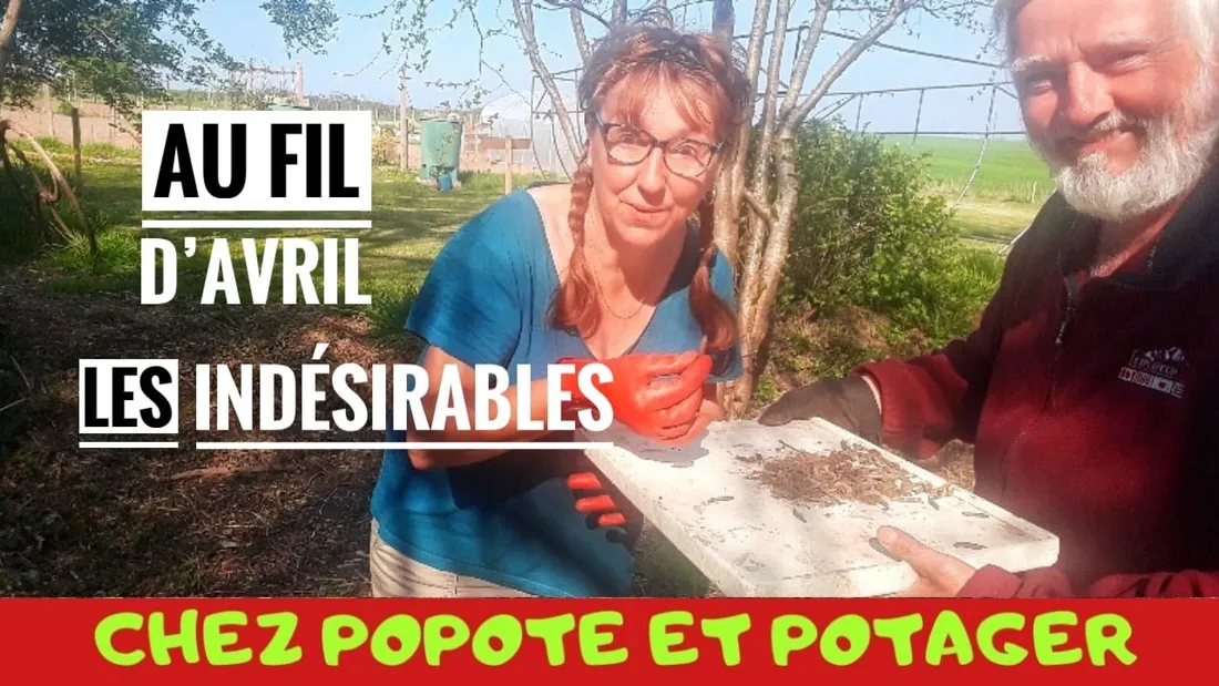 Chaîne YouTube Popote et Potager